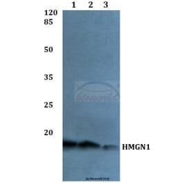 Anti-HMGN1 Antibody from Bioworld Technology (BS60043) - Antibodies.com