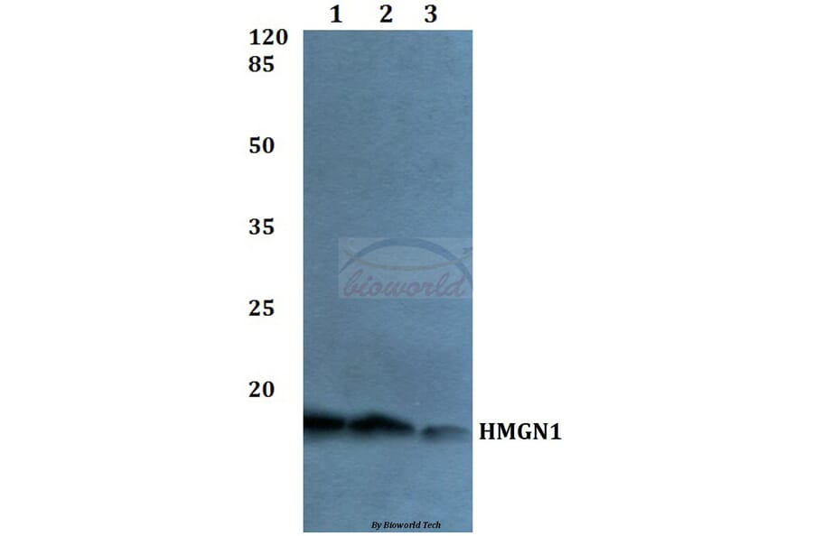 Anti-HMGN1 Antibody from Bioworld Technology (BS60043) - Antibodies.com