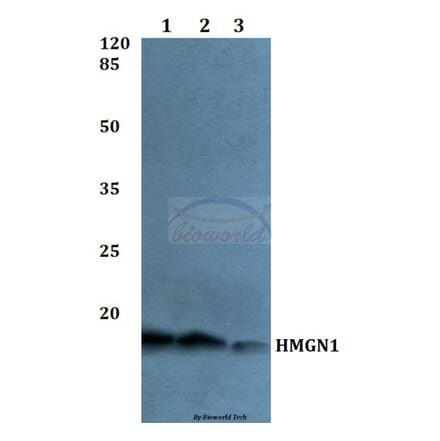 Anti-HMGN1 Antibody from Bioworld Technology (BS60043) - Antibodies.com