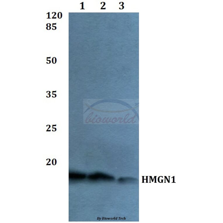 Anti-HMGN1 Antibody from Bioworld Technology (BS60043) - Antibodies.com