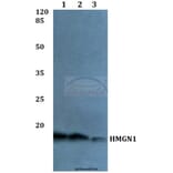 Anti-HMGN1 Antibody from Bioworld Technology (BS60043) - Antibodies.com