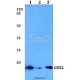 Anti-CD52 Antibody from Bioworld Technology (BS60045) - Antibodies.com
