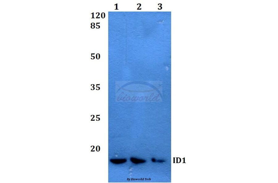 Anti-ID1 Antibody from Bioworld Technology (BS60047) - Antibodies.com