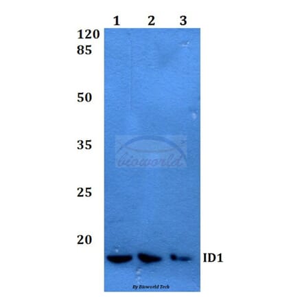 Anti-ID1 Antibody from Bioworld Technology (BS60047) - Antibodies.com
