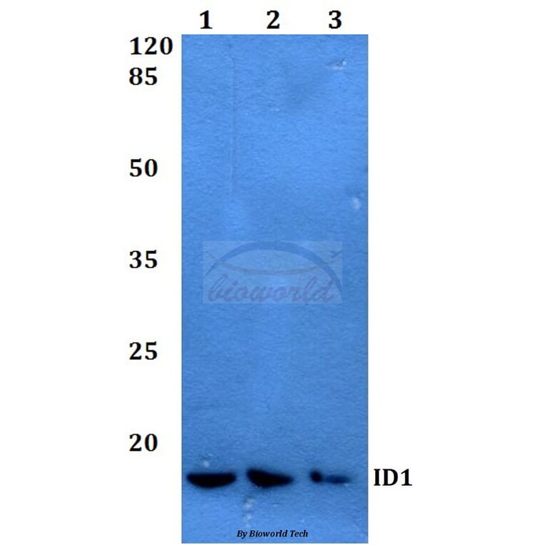 Anti-ID1 Antibody from Bioworld Technology (BS60047) - Antibodies.com