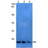 Anti-ID1 Antibody from Bioworld Technology (BS60047) - Antibodies.com