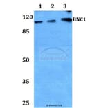 Anti-BNC1 Antibody from Bioworld Technology (BS60049) - Antibodies.com