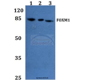 Anti-FOXM1 Antibody from Bioworld Technology (BS60052) - Antibodies.com