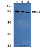 Anti-FOXM1 Antibody from Bioworld Technology (BS60052) - Antibodies.com