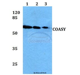 Anti-COASY Antibody from Bioworld Technology (BS60053) - Antibodies.com