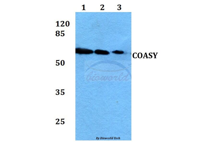 Anti-COASY Antibody from Bioworld Technology (BS60053) - Antibodies.com