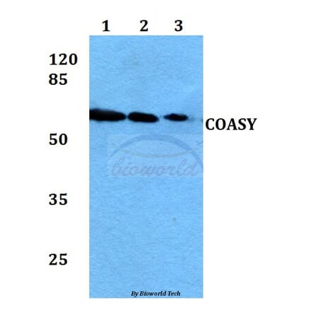 Anti-COASY Antibody from Bioworld Technology (BS60053) - Antibodies.com