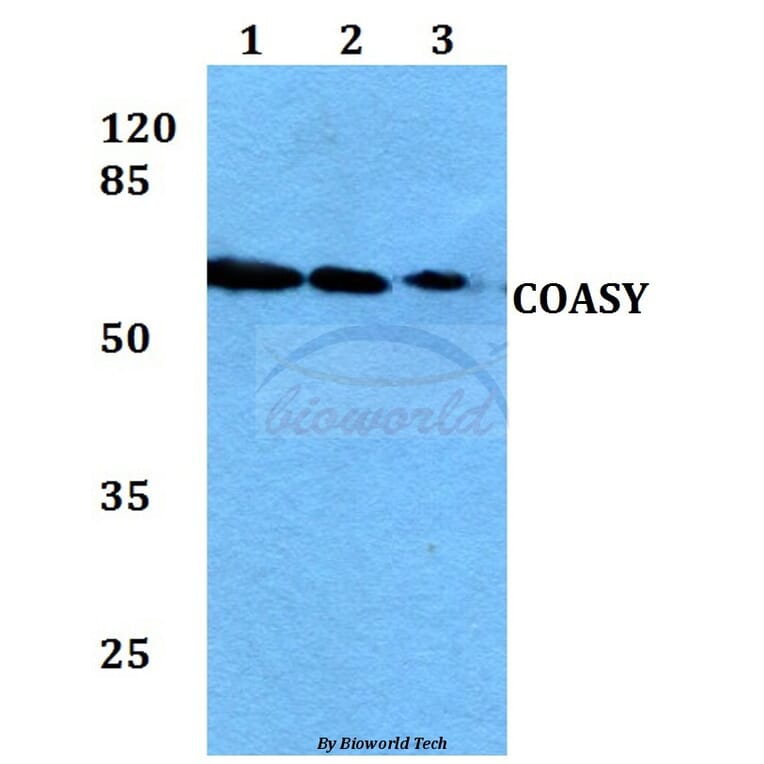 Anti-COASY Antibody from Bioworld Technology (BS60053) - Antibodies.com