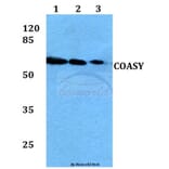 Anti-COASY Antibody from Bioworld Technology (BS60053) - Antibodies.com