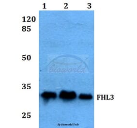 Anti-FHL3 Antibody from Bioworld Technology (BS60054) - Antibodies.com