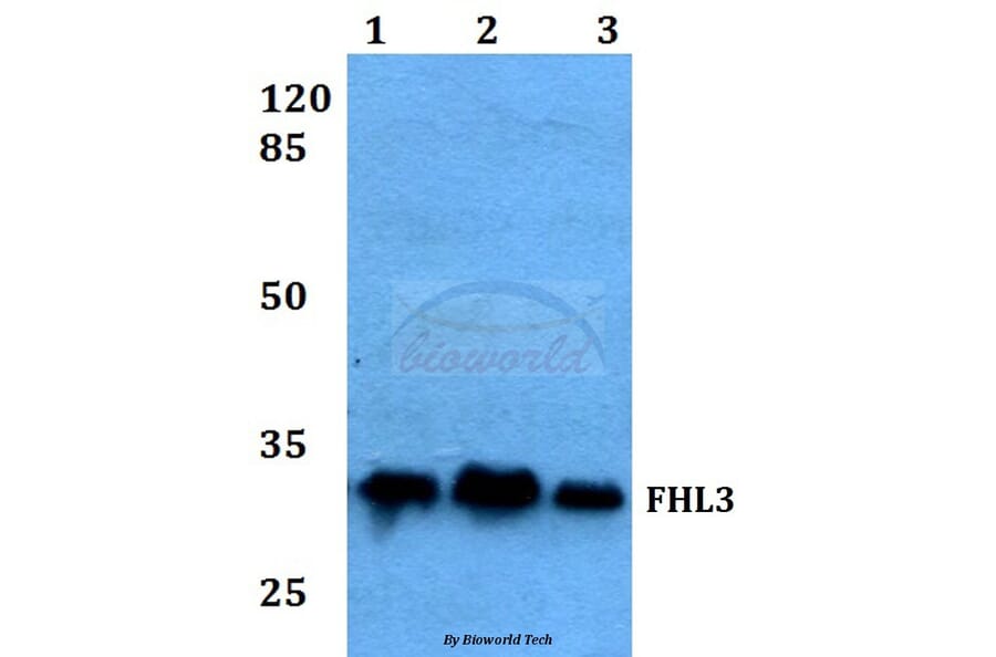 Anti-FHL3 Antibody from Bioworld Technology (BS60054) - Antibodies.com