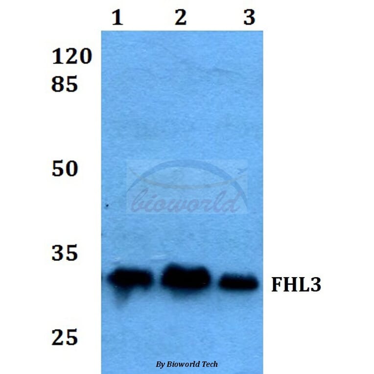 Anti-FHL3 Antibody from Bioworld Technology (BS60054) - Antibodies.com