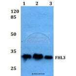 Anti-FHL3 Antibody from Bioworld Technology (BS60054) - Antibodies.com