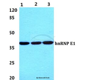 Anti-hnRNP E1 Antibody from Bioworld Technology (BS60055) - Antibodies.com