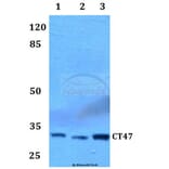 Anti-CT47 Antibody from Bioworld Technology (BS60056) - Antibodies.com