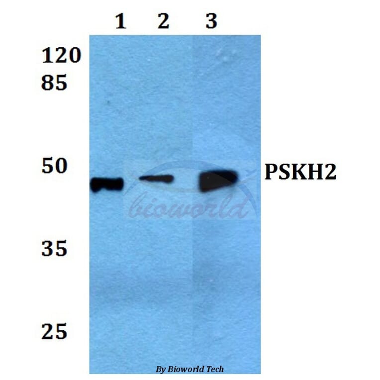 Anti-PSK-H2 Antibody from Bioworld Technology (BS60060) - Antibodies.com