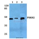 Anti-PSK-H2 Antibody from Bioworld Technology (BS60060) - Antibodies.com