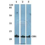 Anti-CIB1 Antibody from Bioworld Technology (BS60061) - Antibodies.com