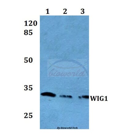 Anti-WIG1 Antibody from Bioworld Technology (BS60063) - Antibodies.com