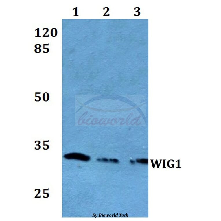 Anti-WIG1 Antibody from Bioworld Technology (BS60063) - Antibodies.com