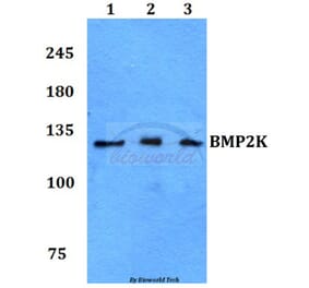 Anti-BMP2K Antibody from Bioworld Technology (BS60064) - Antibodies.com