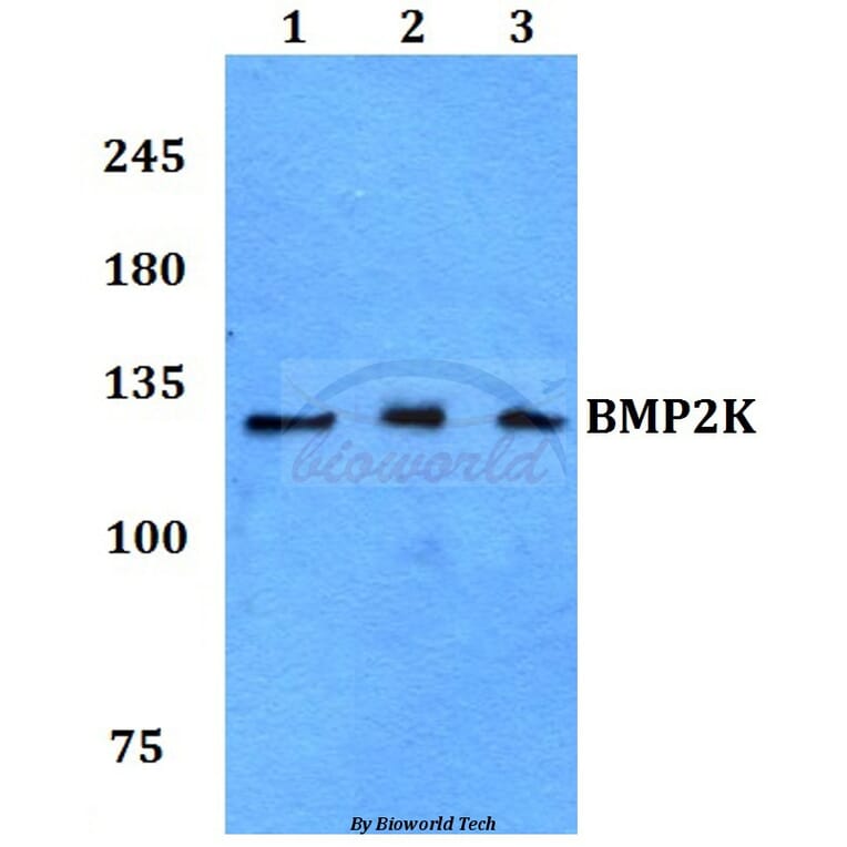 Anti-BMP2K Antibody from Bioworld Technology (BS60064) - Antibodies.com