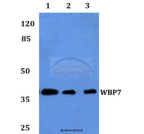 Anti-WBP7 Antibody from Bioworld Technology (BS60066) - Antibodies.com