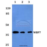 Anti-WBP7 Antibody from Bioworld Technology (BS60066) - Antibodies.com