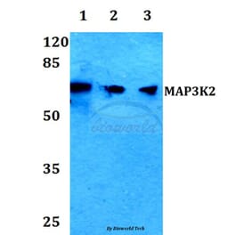Anti-MAP3K2 Antibody from Bioworld Technology (BS60068) - Antibodies.com