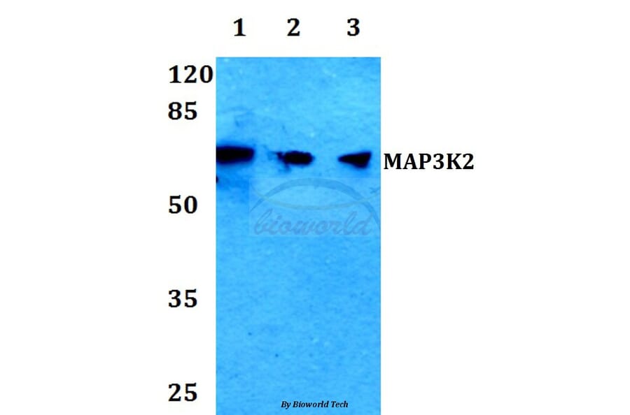 Anti-MAP3K2 Antibody from Bioworld Technology (BS60068) - Antibodies.com