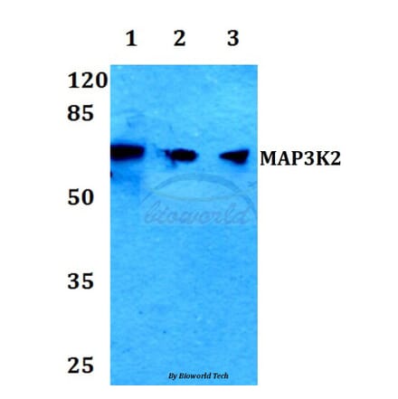 Anti-MAP3K2 Antibody from Bioworld Technology (BS60068) - Antibodies.com