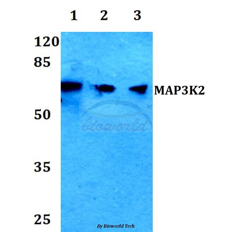 Anti-MAP3K2 Antibody from Bioworld Technology (BS60068) - Antibodies.com