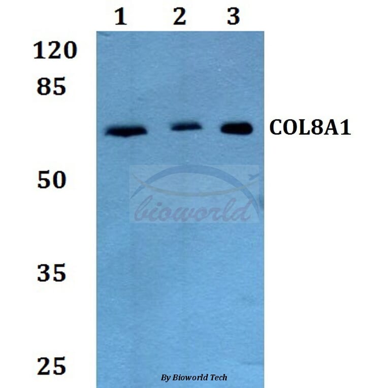 Anti-COL8A1 Antibody from Bioworld Technology (BS60070) - Antibodies.com