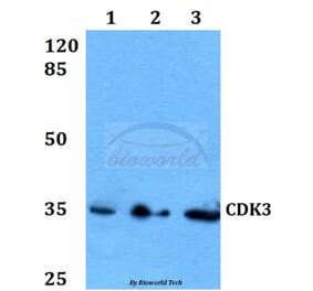 Anti-CDK3 Antibody from Bioworld Technology (BS60071) - Antibodies.com