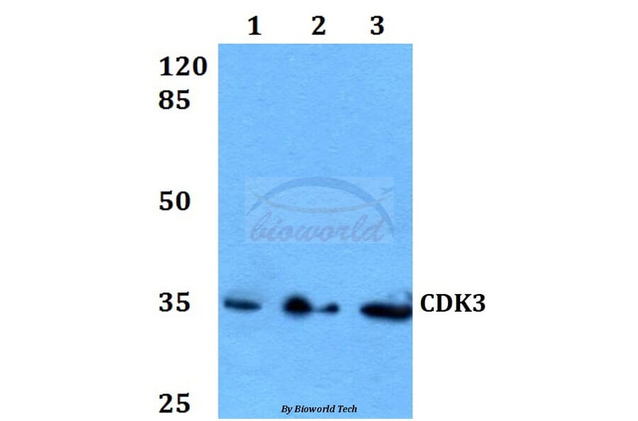 Anti-CDK3 Antibody from Bioworld Technology (BS60071) - Antibodies.com