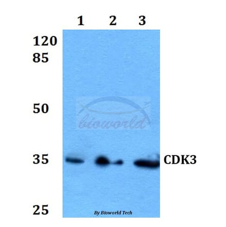 Anti-CDK3 Antibody from Bioworld Technology (BS60071) - Antibodies.com