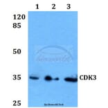 Anti-CDK3 Antibody from Bioworld Technology (BS60071) - Antibodies.com