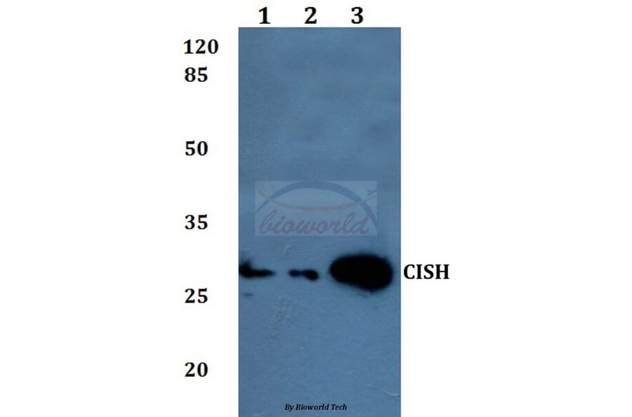 Anti-CISH Antibody from Bioworld Technology (BS60072) - Antibodies.com