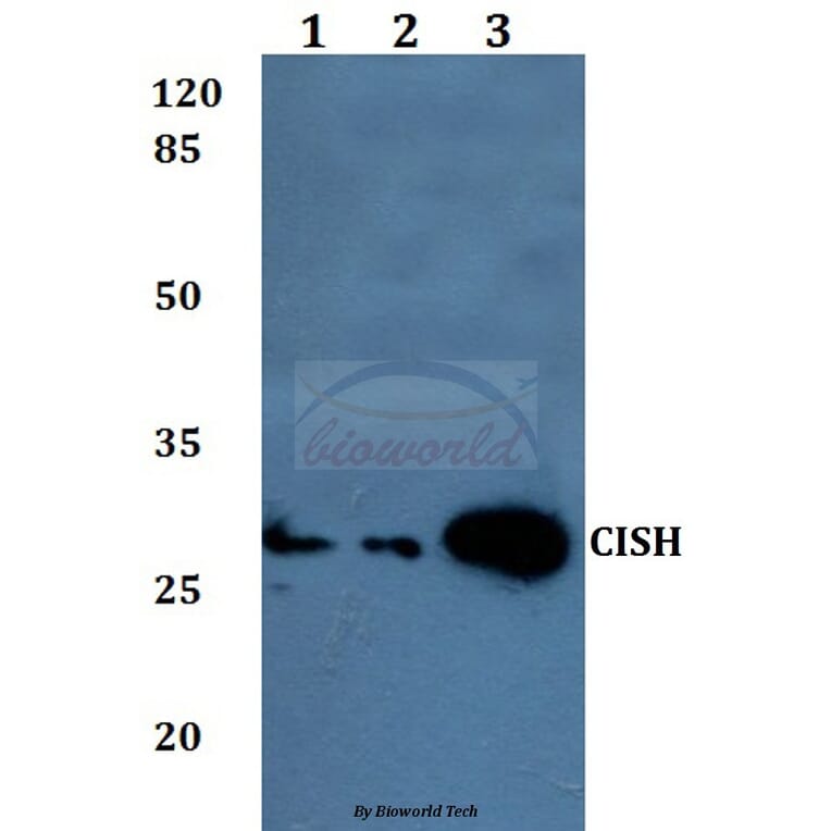Anti-CISH Antibody from Bioworld Technology (BS60072) - Antibodies.com