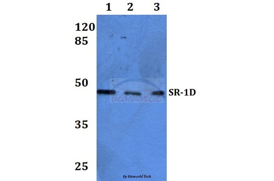 Anti-SR-1D Antibody from Bioworld Technology (BS60073) - Antibodies.com