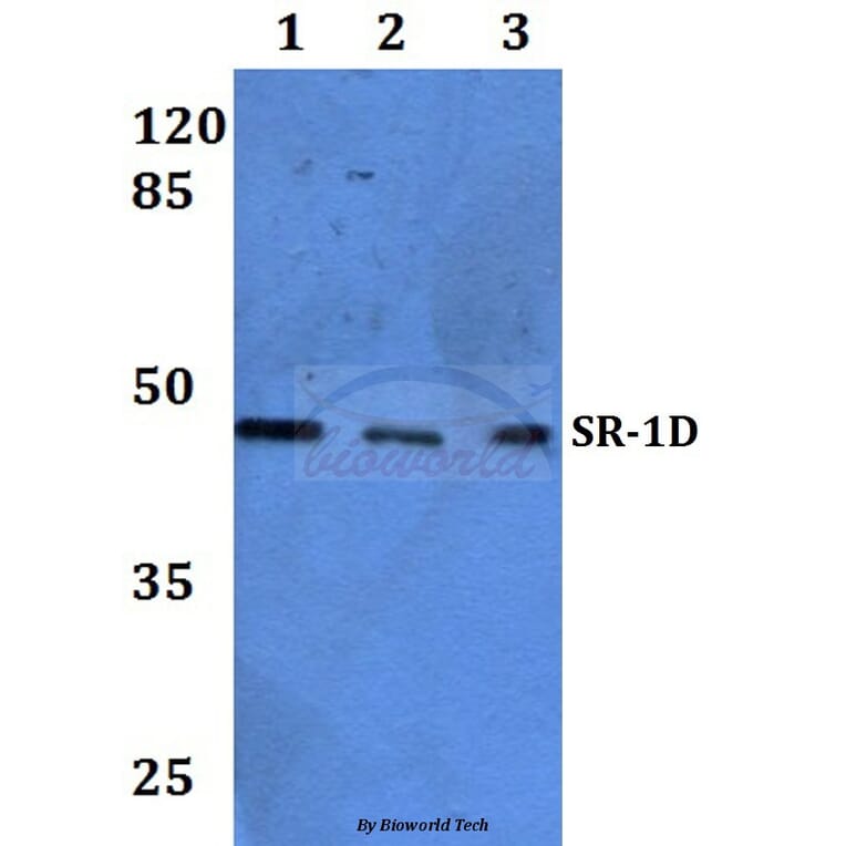Anti-SR-1D Antibody from Bioworld Technology (BS60073) - Antibodies.com