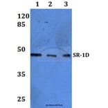 Anti-SR-1D Antibody from Bioworld Technology (BS60073) - Antibodies.com