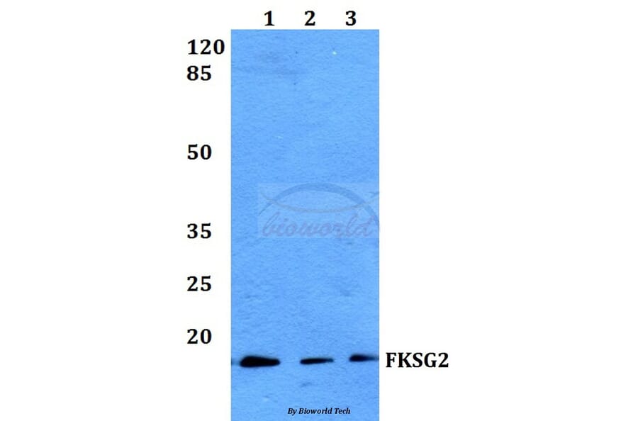 Anti-FKSG2 Antibody from Bioworld Technology (BS60077) - Antibodies.com