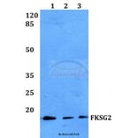 Anti-FKSG2 Antibody from Bioworld Technology (BS60077) - Antibodies.com