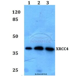 Anti-XRCC4 Antibody from Bioworld Technology (BS60079) - Antibodies.com